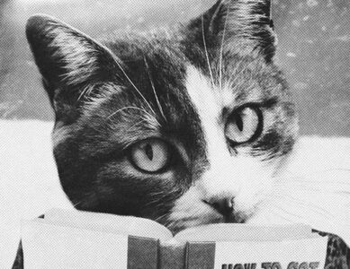 CATS & Co